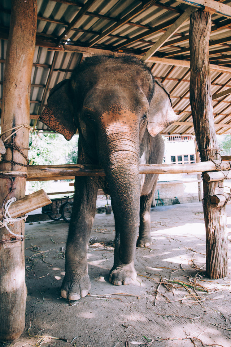 elephant-on-a-cement-floor.jpg?width=746