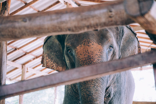 elephant peek-a-boo