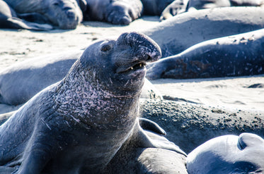 elephant seal says hello