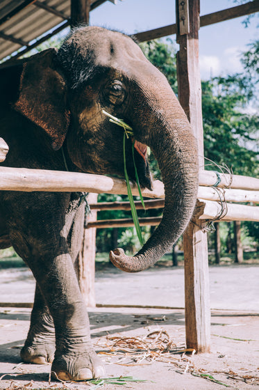 elephant snacks on bamboo