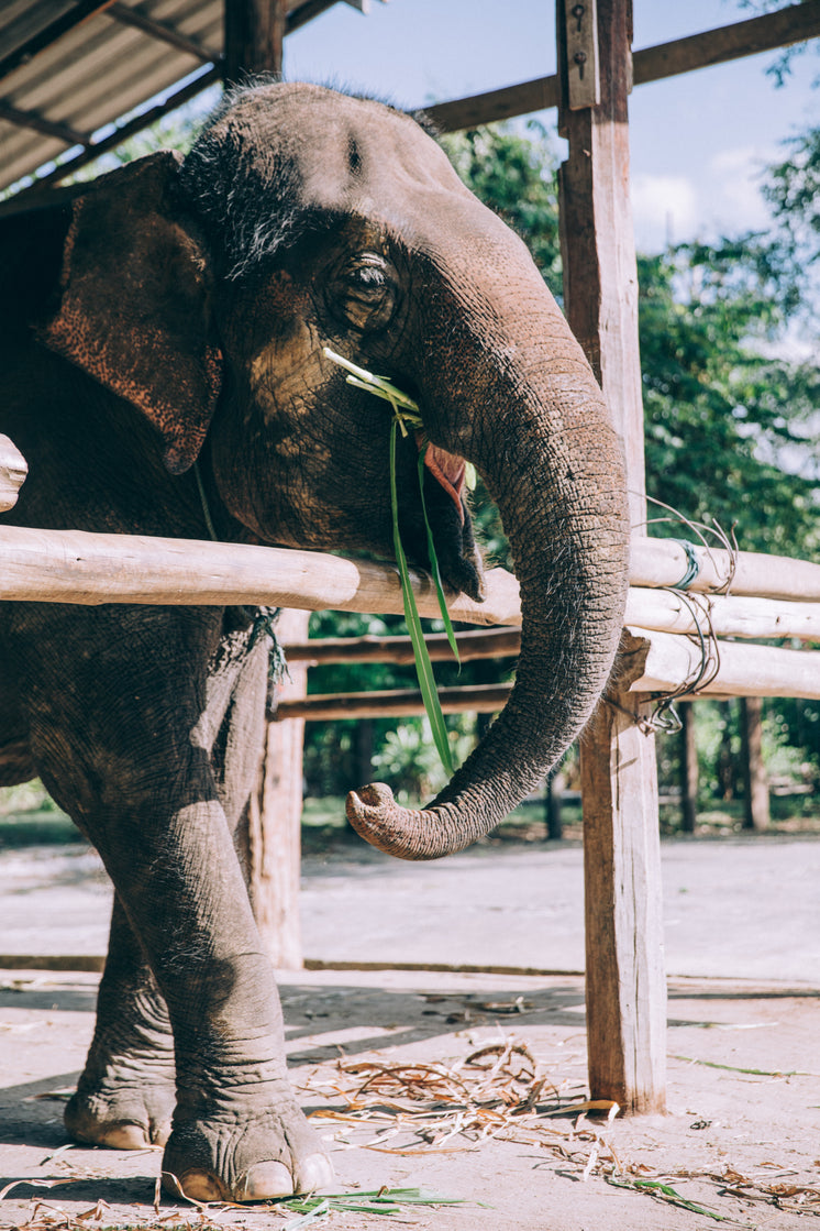 elephant-snacks-on-bamboo.jpg?width=746&format=pjpg&exif=0&iptc=0