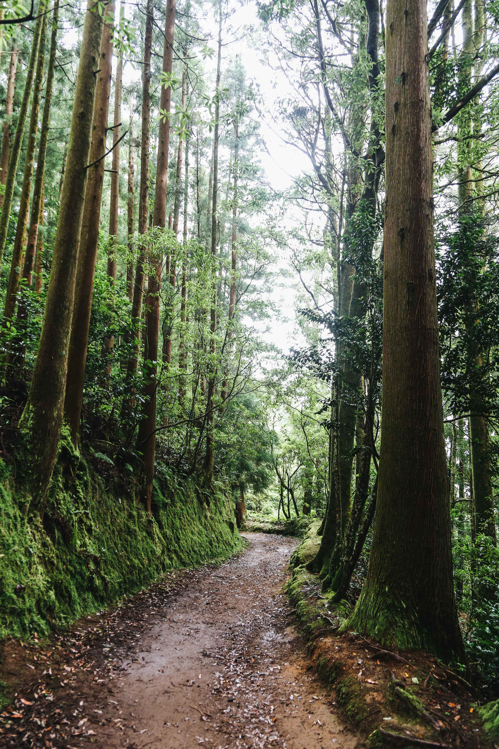 empty forest walk surrounded by trees