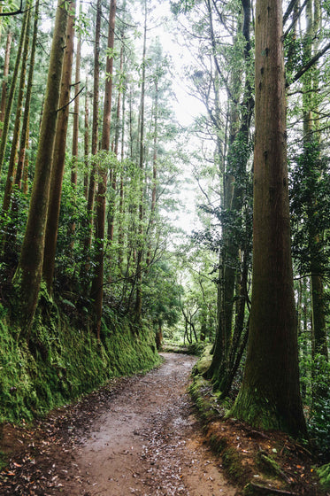 empty forest walk surrounded by trees