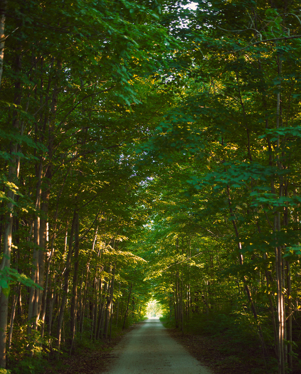 empty road shrowded by green trees