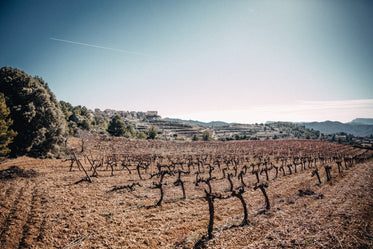 empty vineyard