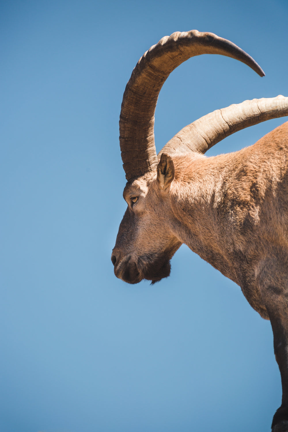 epic goat on blue sky