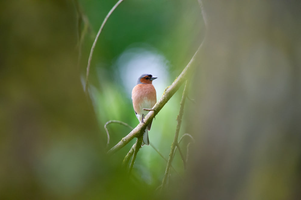 european robin on a branch