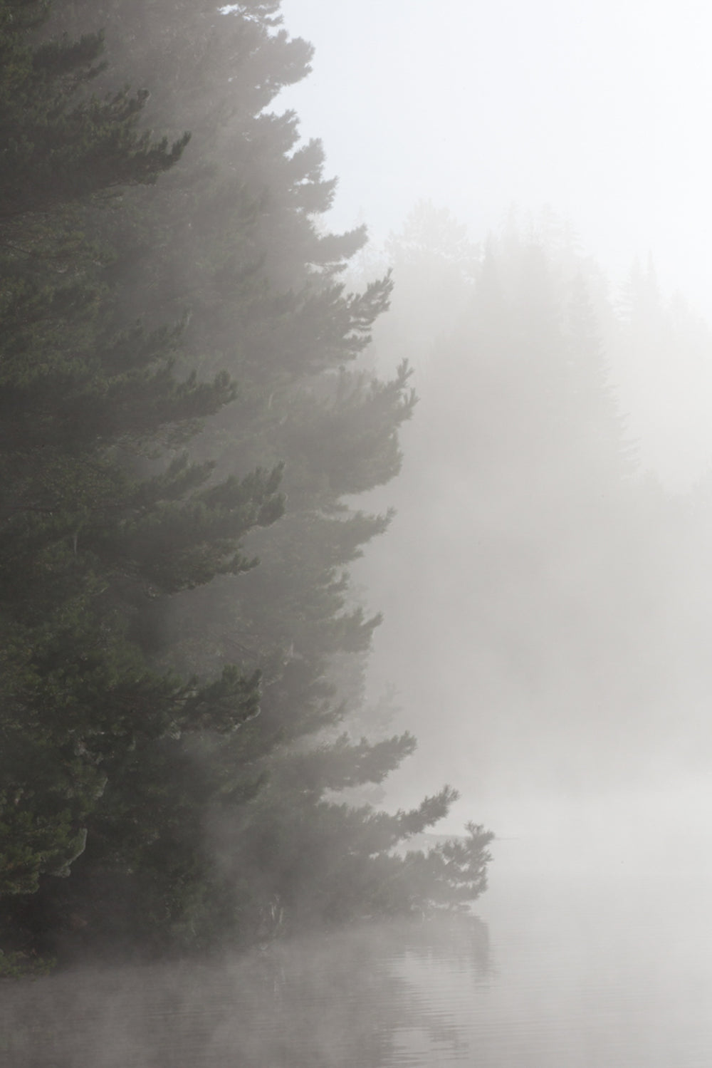 ever green woods in fog