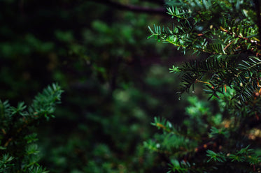 evergreen branches close up