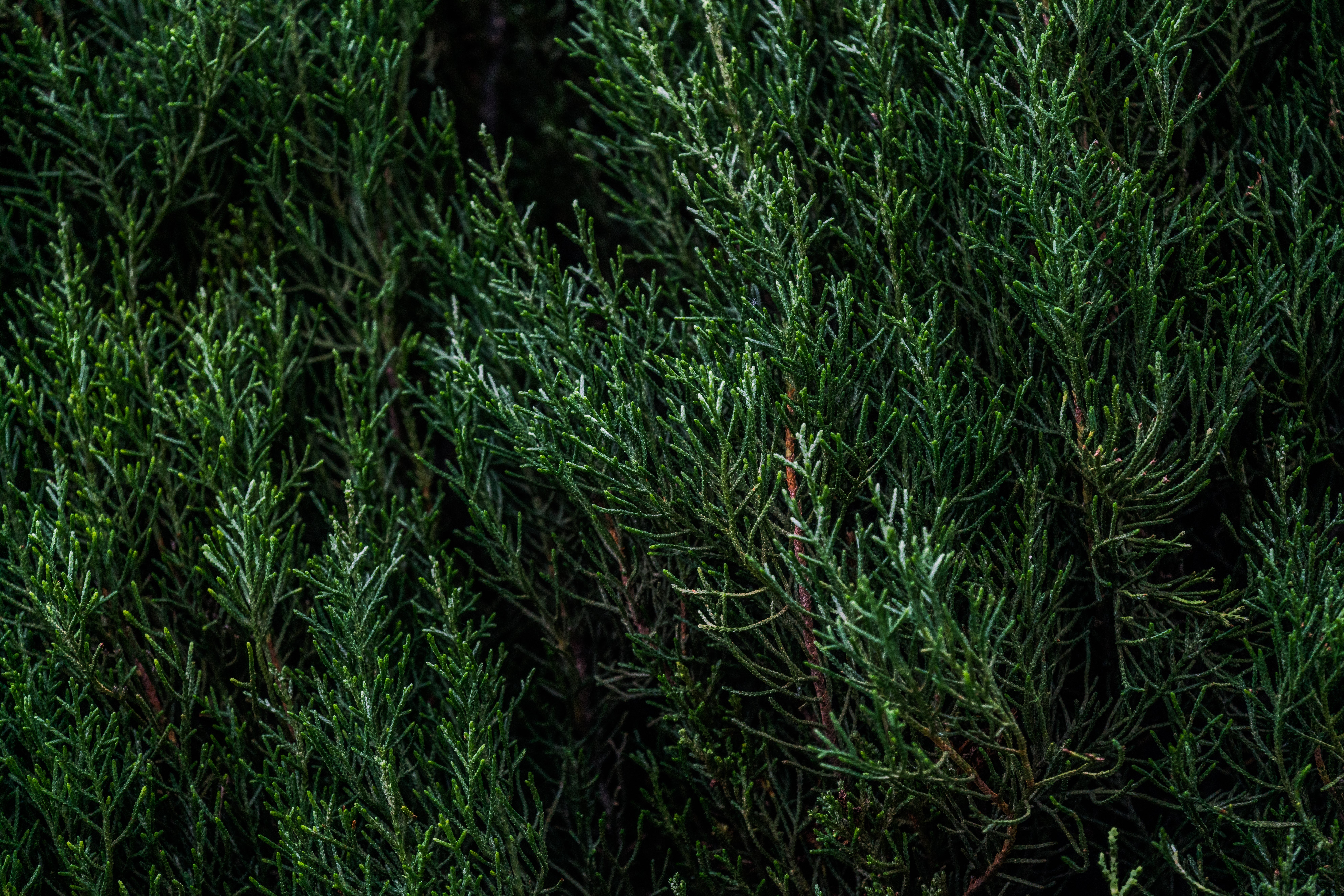 1,405 Stems Evergreen Stock Photos, High-Res Pictures, and Images