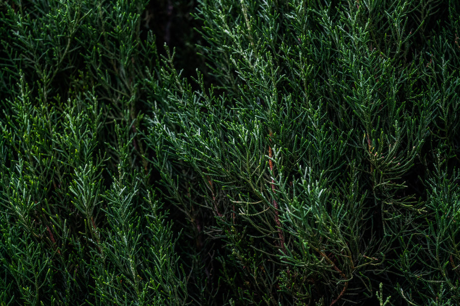Free Stock Photo of Evergreen Branches — HD Images