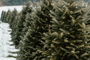 evergreen tree farm