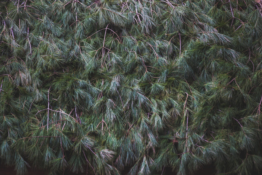 evergreen tree texture