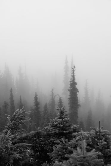 evergreen trees in thick white fog