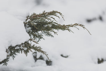 evergreens peek through snow