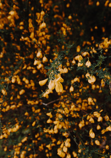 every gorse has its thorn