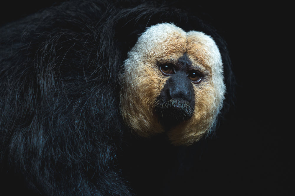 expressive saki monkey face