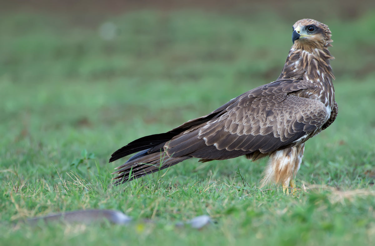 falcon standing in short grass