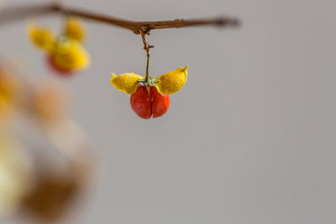 fall berries