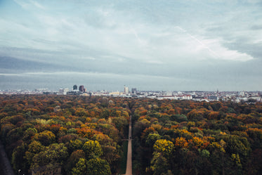 fall forest and city view