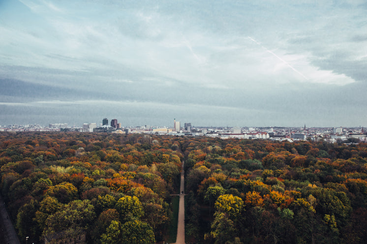 Fall Forest And City View