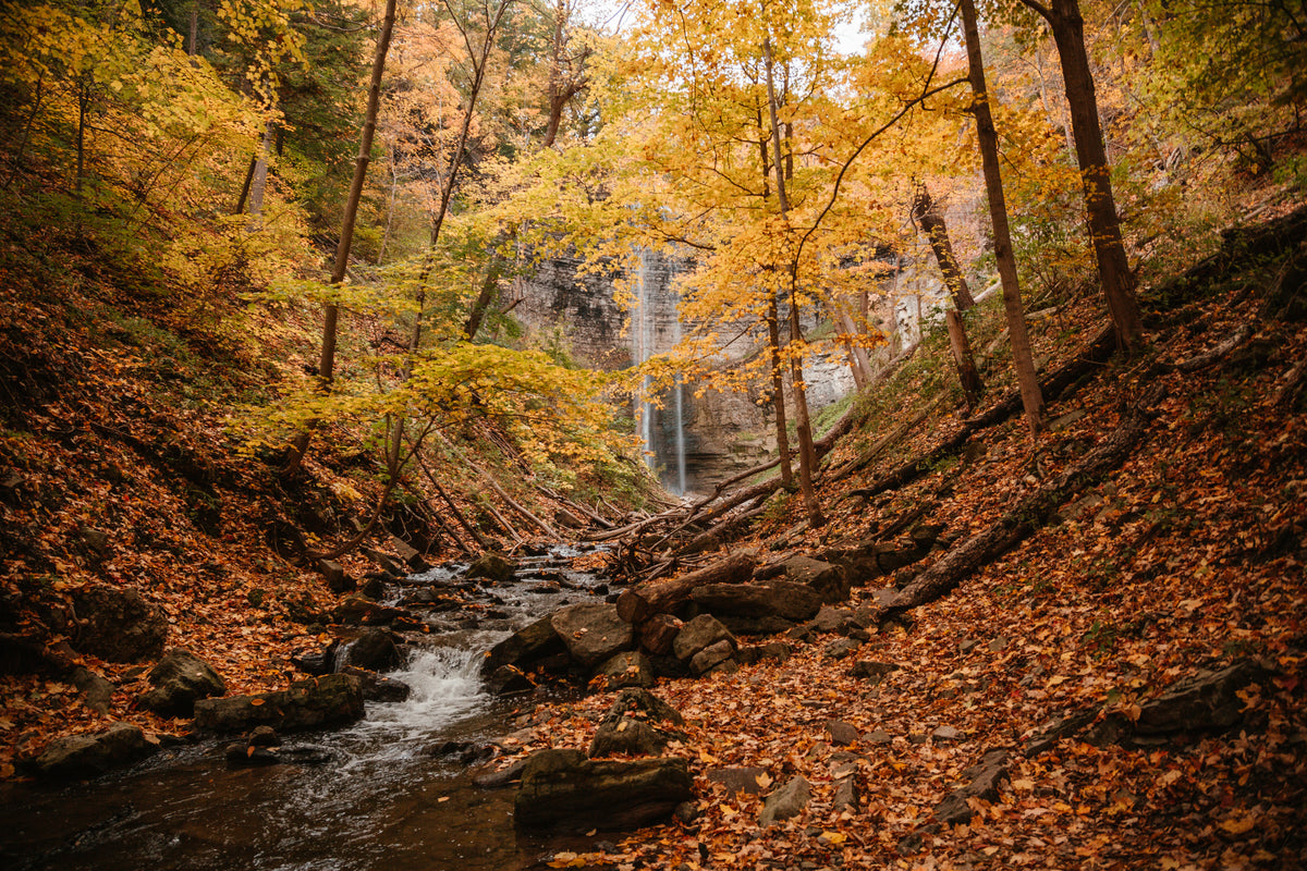 fall forest and waterfall