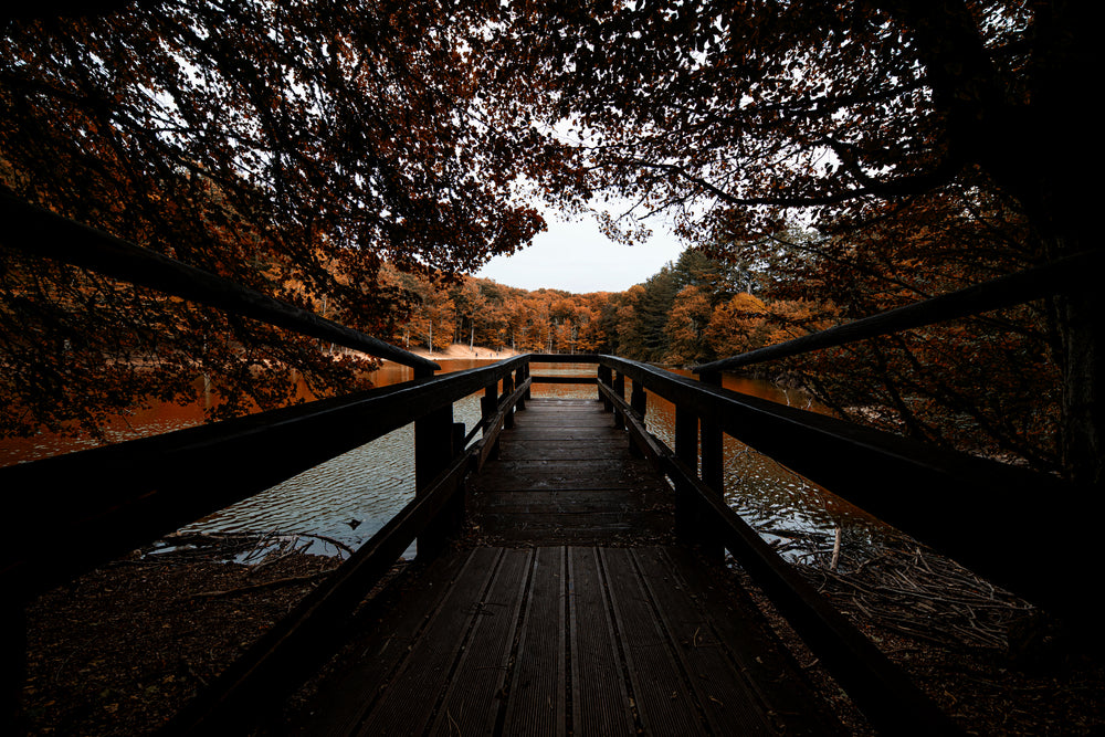 fall forest at the end of a lookout