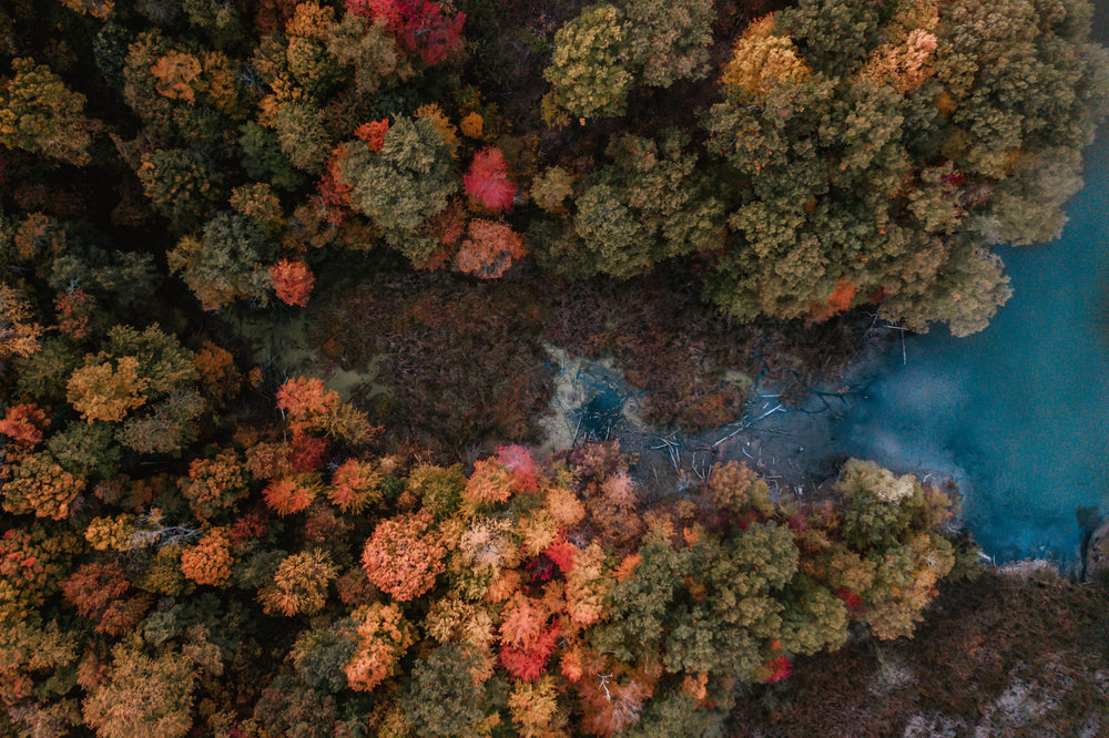 fall forest opens out to blue lake