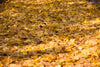 fall golden leaves