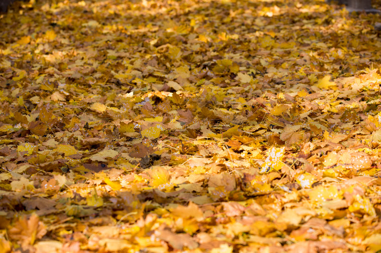 Fall Golden Leaves