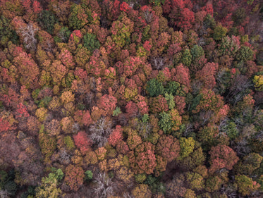 fall leaves changing color