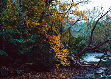 fall leaves changing