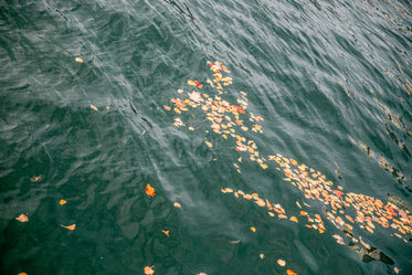 fall leaves create ripples in water