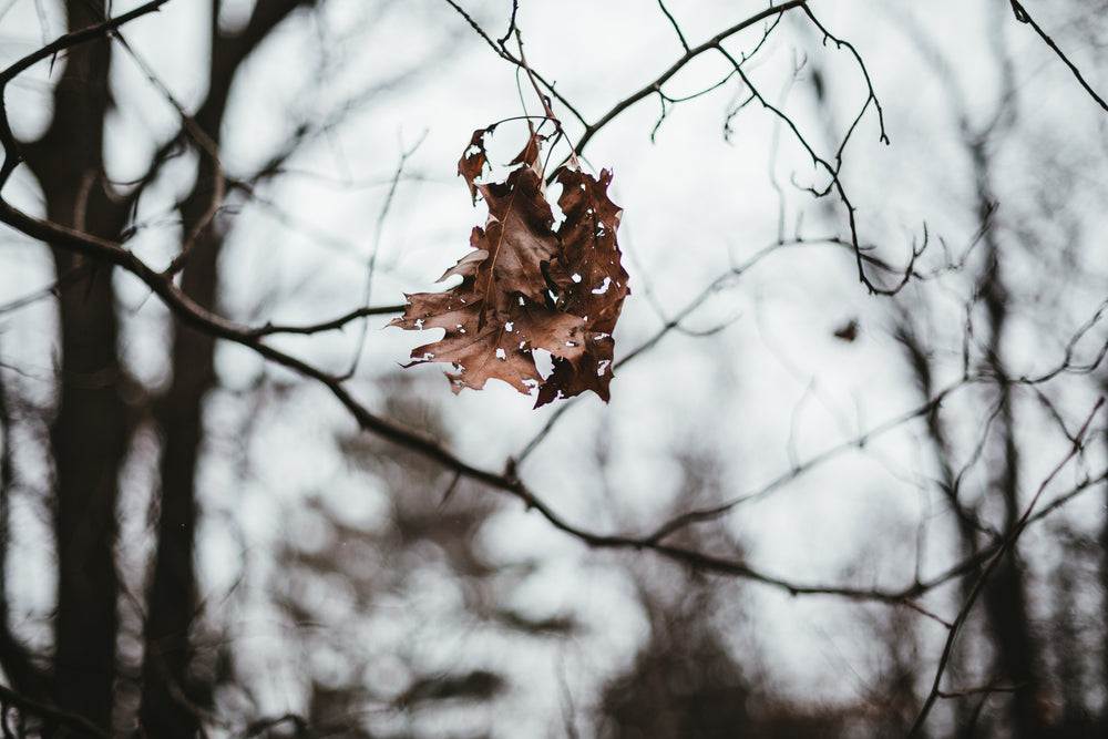 fall leaves hanging from branch