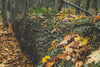 fall leaves in fallen tree