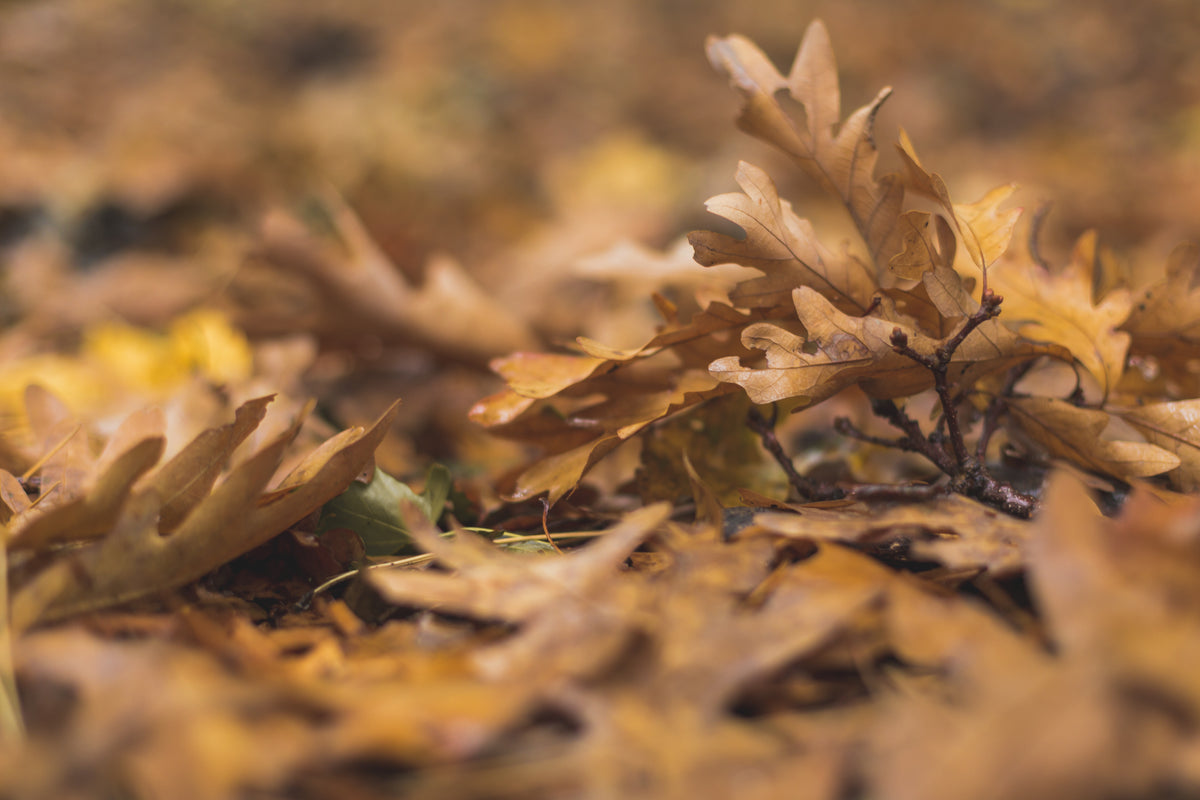 fall oak leaves on ground