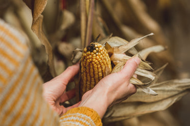 fall vegetable harvest