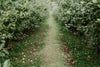 fallen apples on orchard path