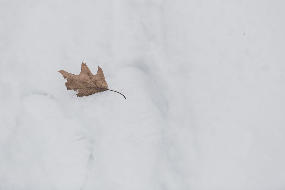 fallen leaf on snow