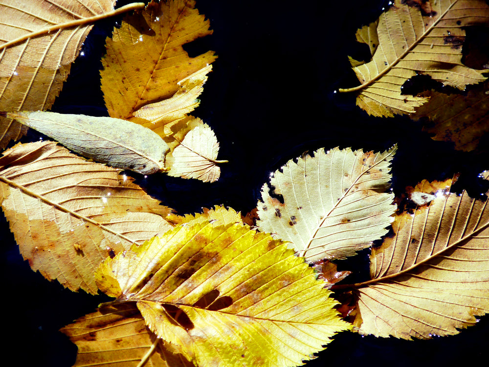 fallen leaves in water