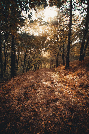 fallen leaves on forest path