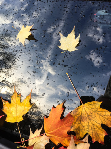 fallen maple leaves on windsheild