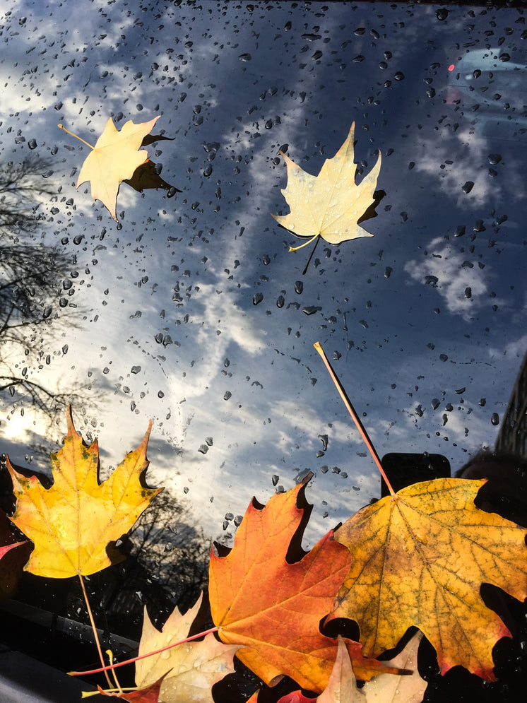 Fallen Maple Leaves On Windsheild