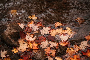 fallen maple leaves