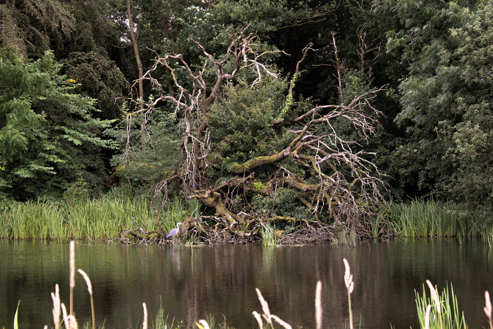 fallen tree and heron