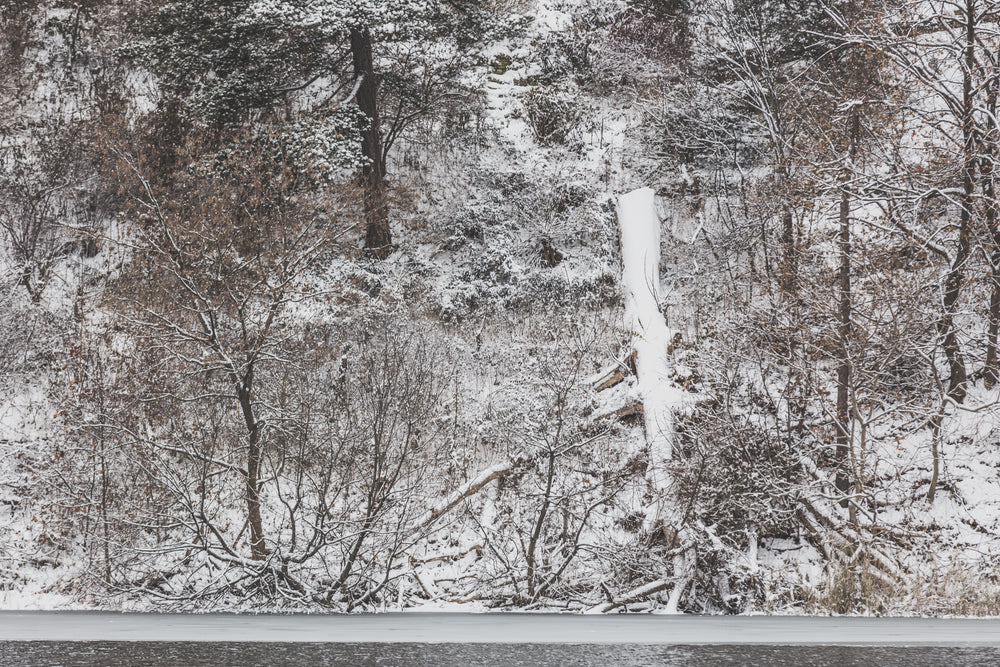 fallen tree on hill with snow