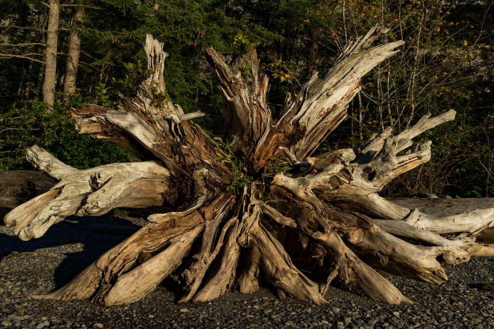 fallen tree spreading branches like a corona