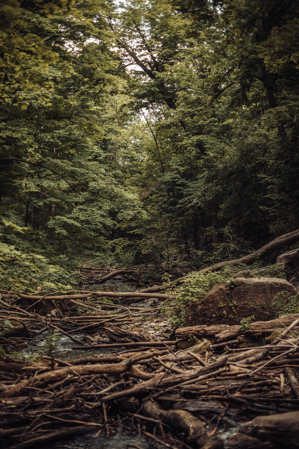 fallen trees over river