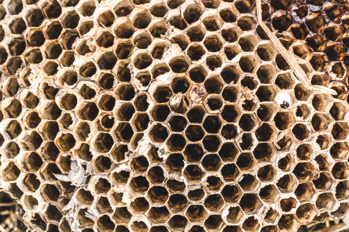 fallen wasp nest texture