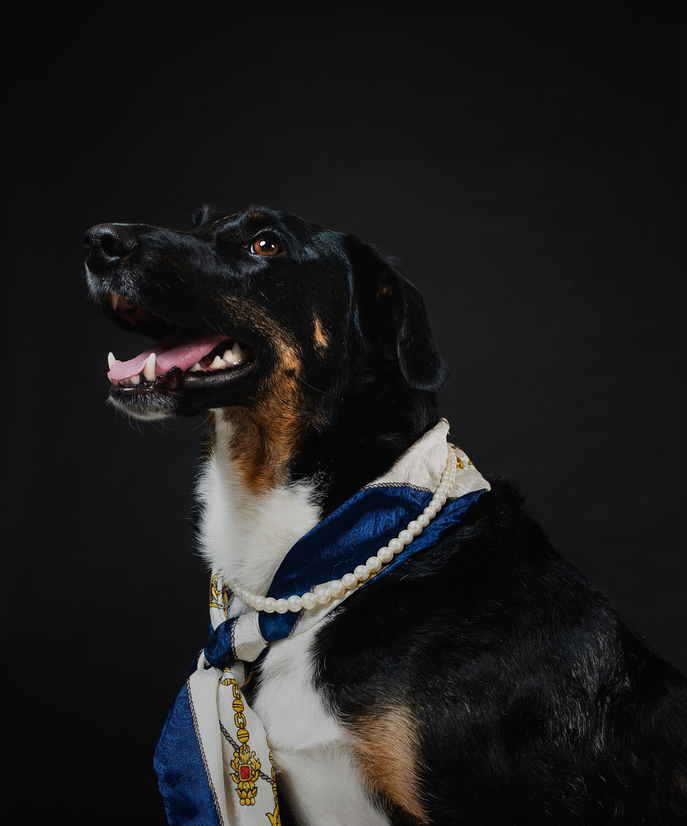 fancy dog wearing scarf and necklace posing